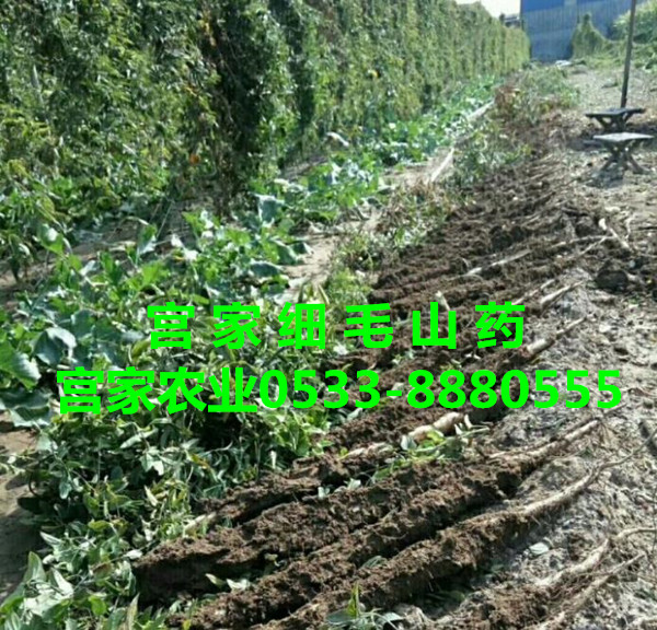 宫家山药种植五个技术要点 宫家山药种植五个技术要点