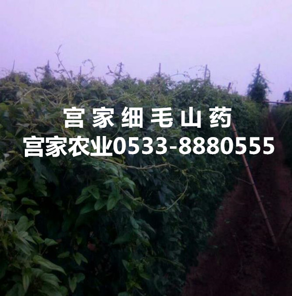 宫家农业在宫家村召开学习贯彻党的十九大精神会议 宫家农业在宫家村召开学习贯彻党的十九大精神会议