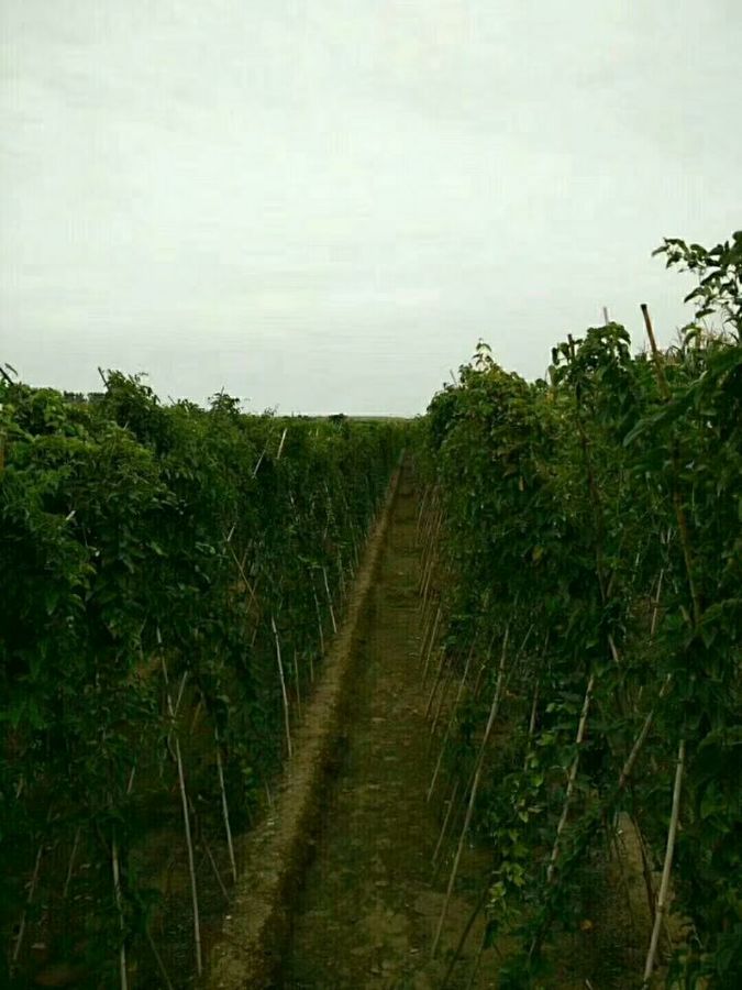 宫家细毛山药加强水肥管理种出好山药