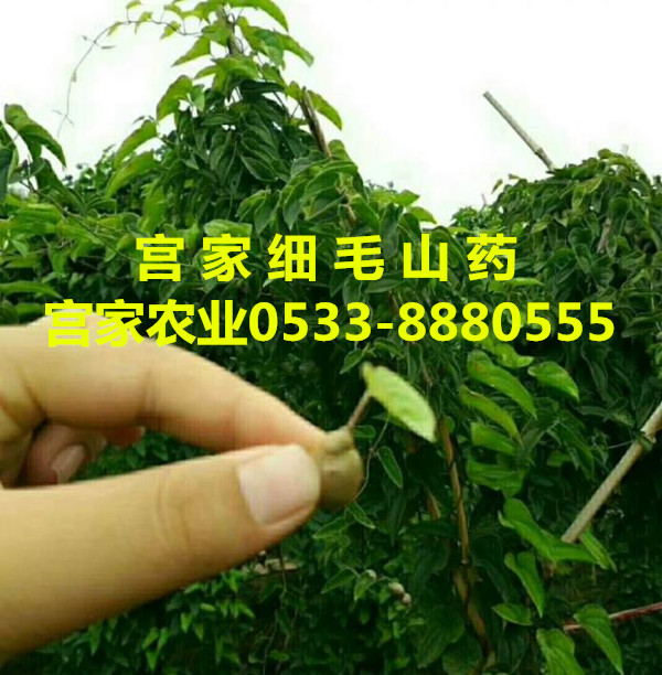 宫家农业在宫家村召开学习贯彻党的十九大精神会议 宫家农业在宫家村召开学习贯彻党的十九大精神会议