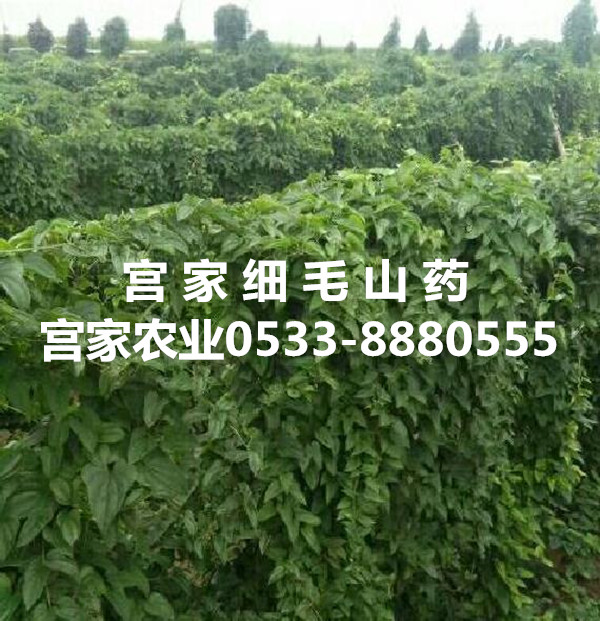 宫家农业在宫家村召开学习贯彻党的十九大精神会议 宫家农业在宫家村召开学习贯彻党的十九大精神会议