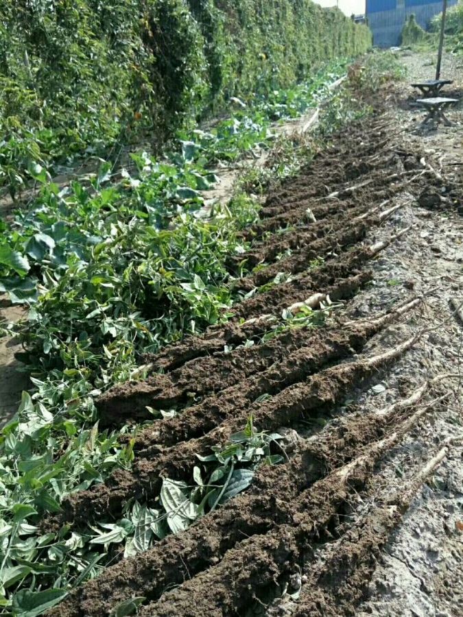 宫家细毛山药加强水肥管理种出好山药