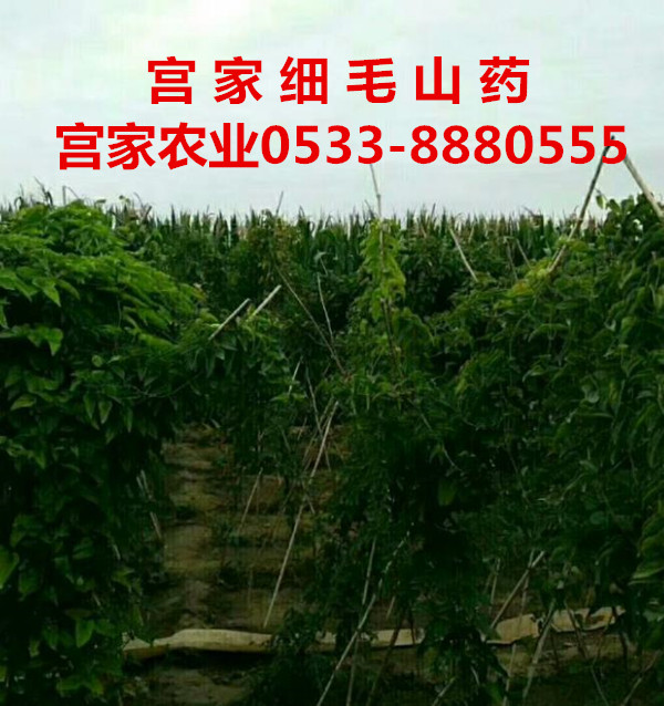 宫家山药种植五个技术要点 宫家山药种植五个技术要点