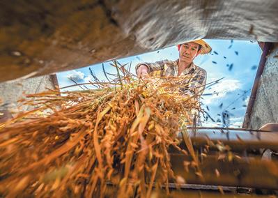 图为9月3日，当地一名农民正在收获水稻。李晓红摄（影像中国）