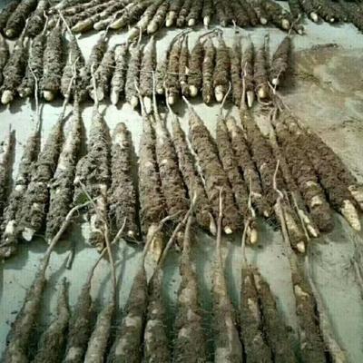 宫家细毛山药大丰收